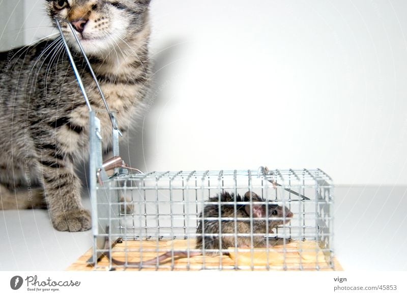 lack of interest Cat Disinterest Cage Captured Full Appetite Boredom Mouse