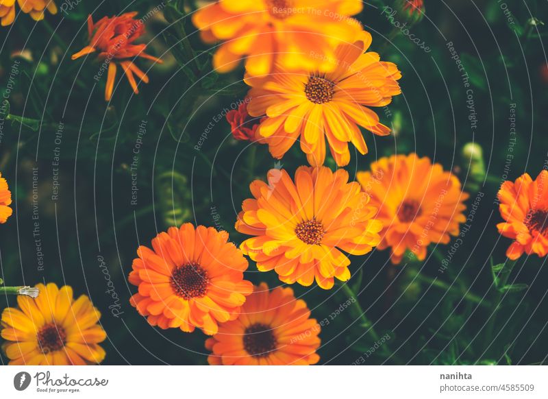 Beautiful background of calendula officinalis caléndula flower orange floral abstract aromatic perfum health healthy herb medicinal medicinal plant alternative