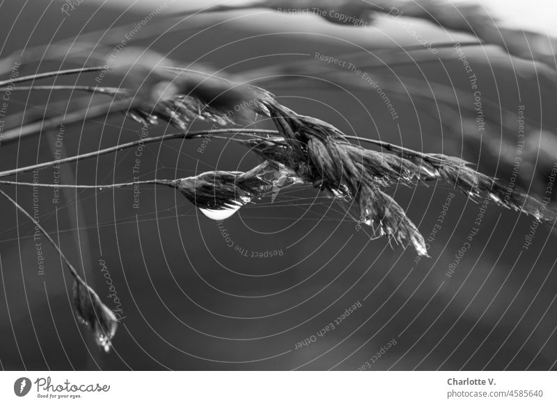 raindrop heavy | bent, grey-in-grey, lifeless | blades of grass in autumn raindrops Illuminate Grass Exterior shot Plant Nature Environment Black & white photo