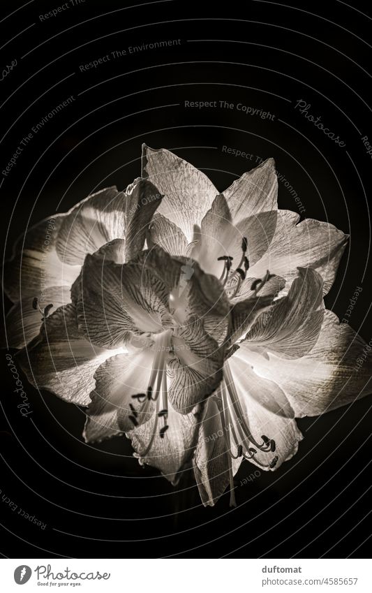 Black and white macro shot of amaryllis against black background Amaryllis Macro (Extreme close-up) macro photography Back-light transmitted Red Close-up Nature