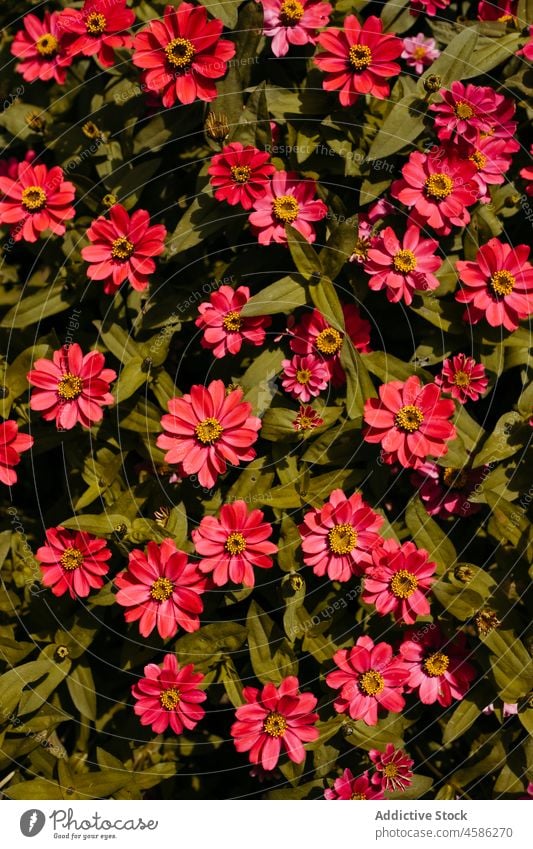 Red blooming flowers growing on bush blossom background backdrop floral nature summer green plant leaf petal pink red bright garden gentle colorful natural many