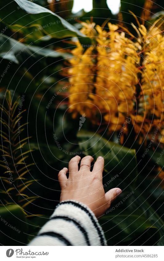 Crop woman touching green exotic plant flower hand tropical leaf garden nature female summer reach azores sao miguel portugal flora gentle yellow greenery