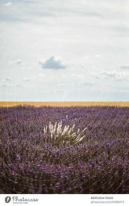 Big violet lavender field row flower sky picturesque view beautiful blue purple plant fragrant nature summer colorful countryside garden floral agriculture herb