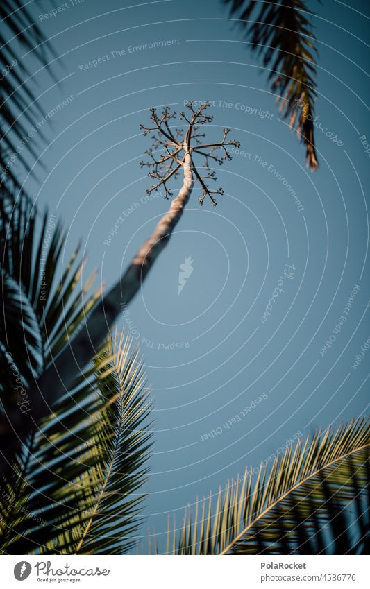 #A0# Summer sky Canary Islands Canaries Fuerteventura Succulent plants Close-up Thorn Green Nature Plant agave syrup Agave syrup Agave blossom agave plant