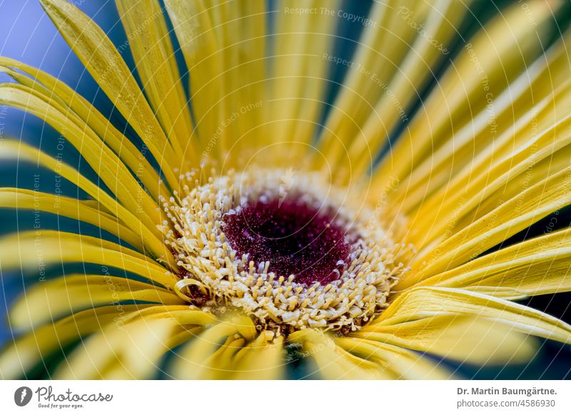 Gerbera, inflorescence, wild form from South Africa composite Flower Plant Wild plant perennial shrub asteraceae Compositae Yellow Tongue blossoms