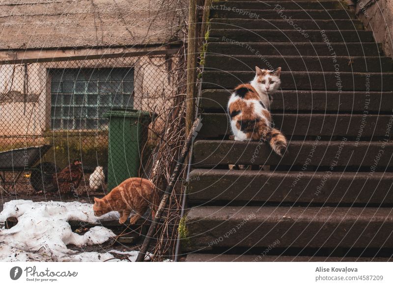 two country cats outside stairs pet outside cats animal animal portrait ginger cat white and orange domestic cats sitting looking at the camera Two cats