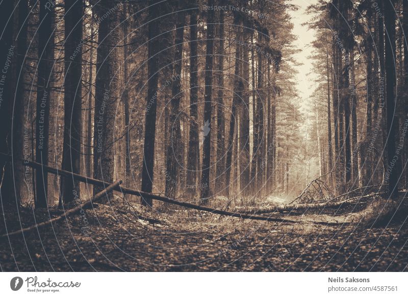 pine forest with broken trees in Latvia. Monochrome sepia early winter sunrise version. autumn background beautiful black branch coniferous creepy dark dreamy