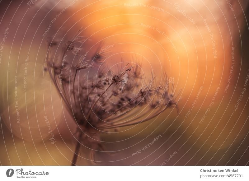 Seed head of a waterdrop flower against blurred background with warm sunlight seed stand Faded Shriveled Waterdrop Plant Nature Shallow depth of field Autumn