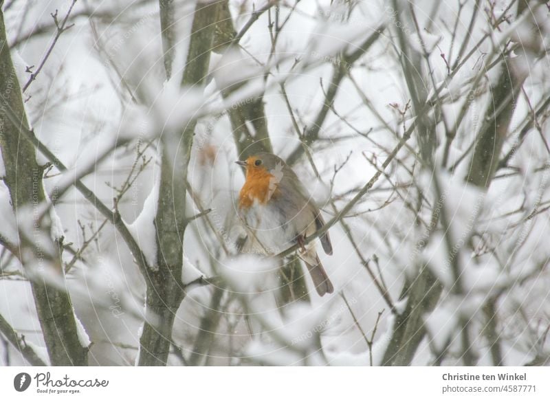 Christmas bird...  Robin sitting in a snowy bush Christmas Bird Robin redbreast Nature Animal Animal portrait Wild animal 1 Small Sit Cute naturally