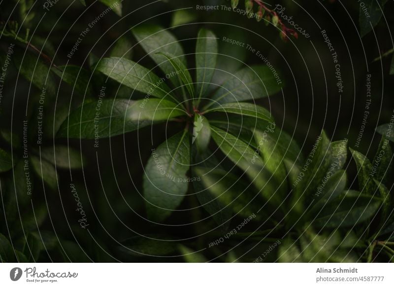 lavender heath Plant Nature Leaf Dark atmospheric detail Green Close-up Detail Exterior shot Foliage plant Dark green