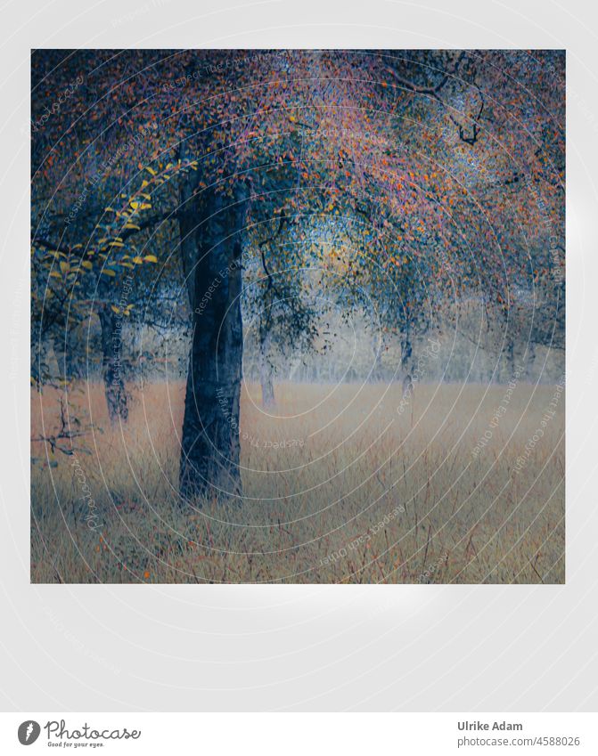 Splash of color in autumn Autumn Autumnal Autumnal colours Automn wood Tree Autumnal landscape Autumn leaves Leaf autumn mood Nature Landscape Fog