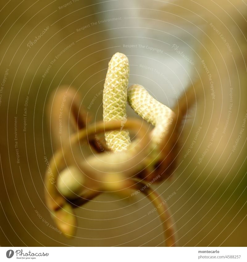 hazelnut catkins Plant Nature Environment Wild plant naturally Foliage plant Near Small Fresh Soft Exterior shot Close-up Thin Colour photo Detail