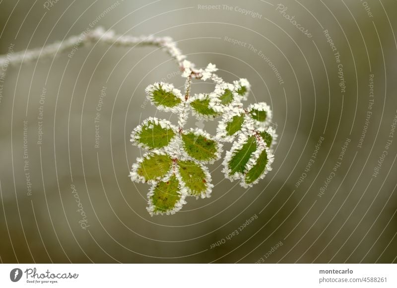 chill Frost leaves Green Hoar frost Environment Nature Plant Winter Small naturally Cold Wild plant Ice Detail Close-up Ice crystal Twig