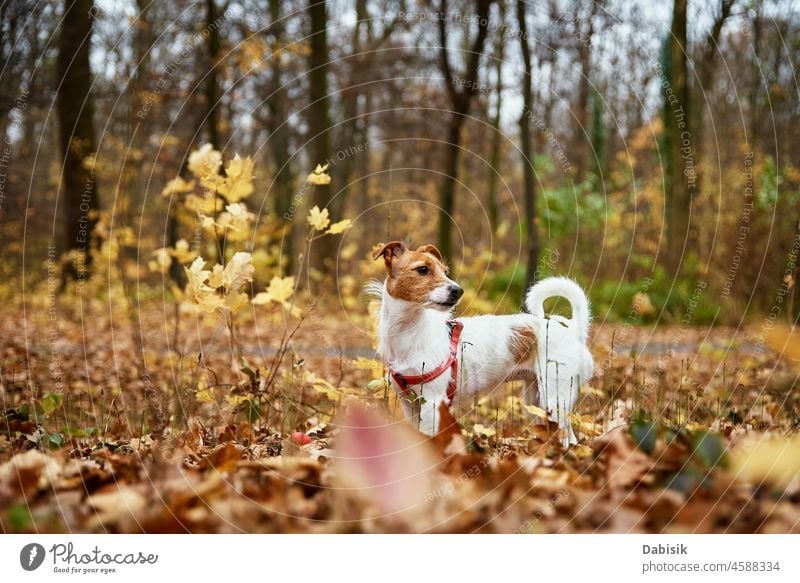 Dog walking in autumn park dog nature outdoor pet leaf season outdoors animal breed canine cheerful companion daytime domestic friend friendship happy leisure