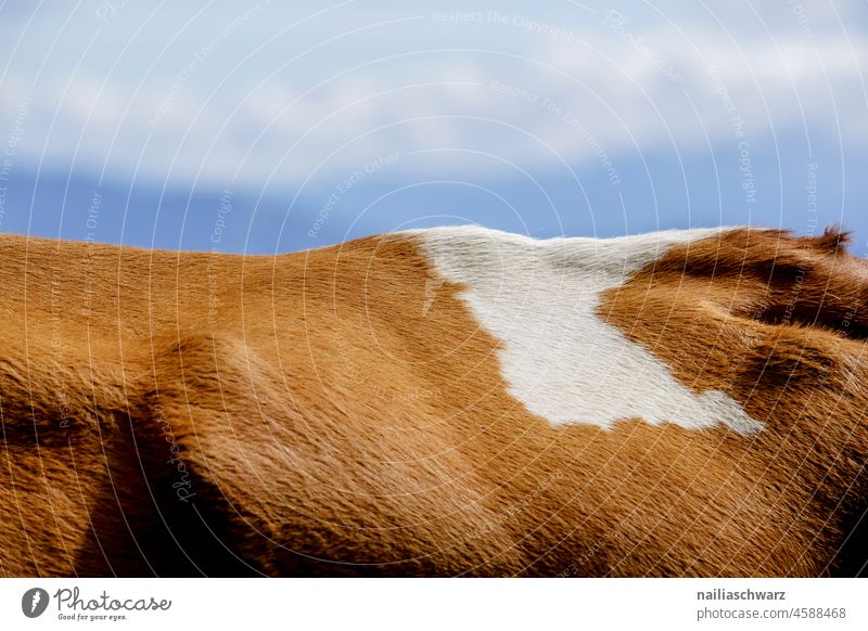 landscape Landscape Land Feature cow's back Back Patch brown stains Mammal Cozy Willow tree Alps Pelt Cow Blue sky Summer Pattern Close-up Exterior shot