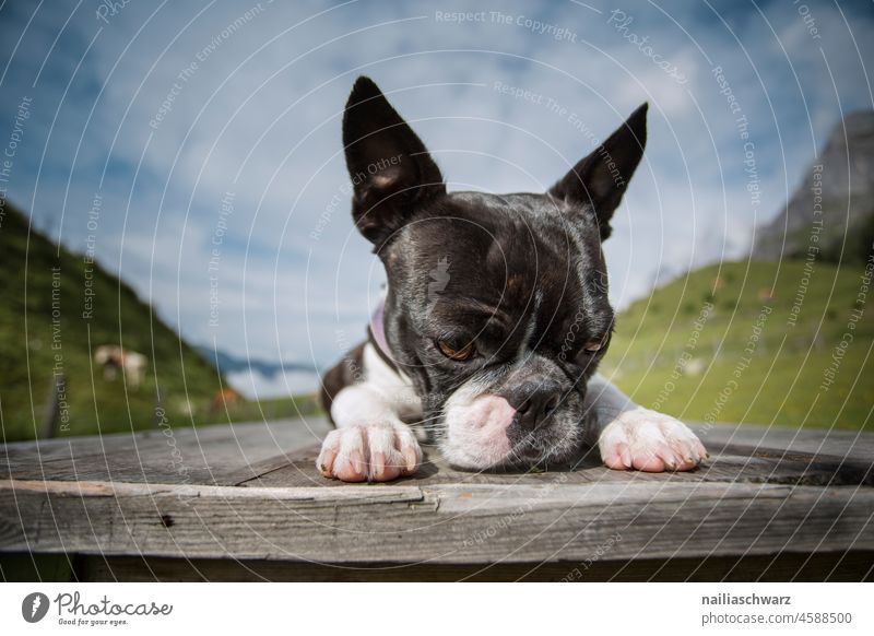 Holiday with the dog Landscape Dog Puppydog eyes Joie de vivre (Vitality) puppy stick out one's tongue Funny funny face Alpine pasture Insolence Brash alpine