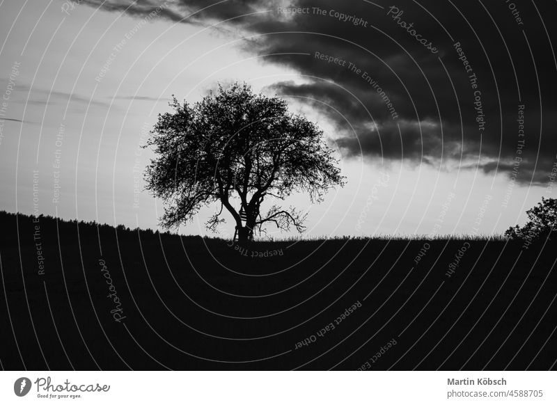 Sunset in the Saarland with a tree against which a ladder is leaning in black and white shot rural meadow orange autumn landscape beauty evening dusk sun