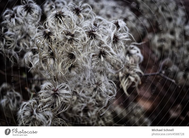 Bushy plant in winter Plant plants cuddly Soft Nature cuddly soft