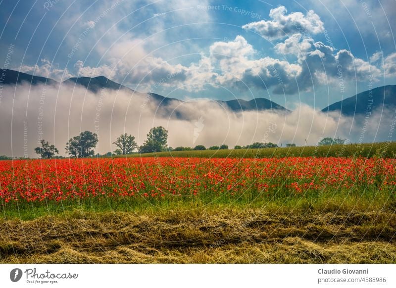 Landscape along the road from Norcia to Cittareale, Umbria Europe Italy June Monti Sibillini Perugia agriculture color country day field green landscape