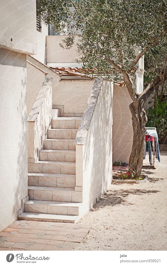 backyard Tree Croatia House (Residential Structure) Manmade structures Building Architecture Stairs Facade Esthetic Bright Colour photo Exterior shot Deserted