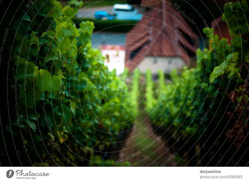 The steep way down between the vines to the Franken village. Landscape Nature Vineyard Trip Colour photo Exterior shot Wine growing Environment Idyll