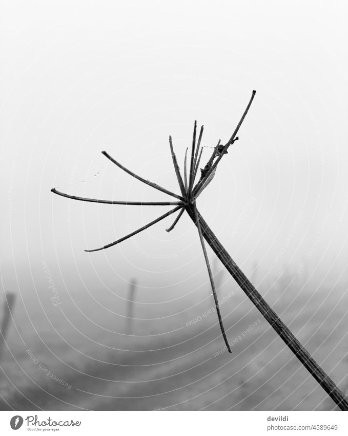 towards the sky, wild plant in winter Winter Plant Monochrome Black & white photo Nature Fog Lanes & trails Landscape Deserted Environment Cold Loneliness Calm