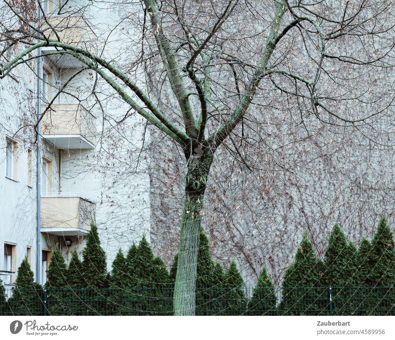 tree and green thuja stands in front of overgrown fire wall and residential house with balconies in town Tree Fire wall Apartment Building Apartment house