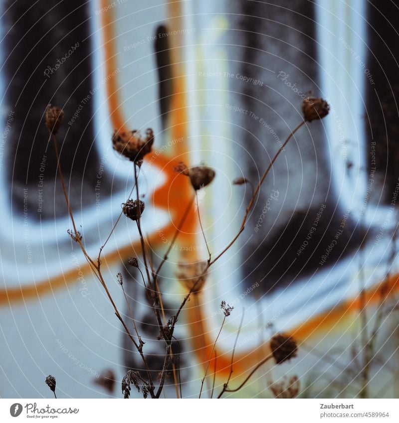 Dried up plants in front of graffiti in orange, white and black Shriveled Plant Graffiti Orange White Black Wall (barrier) lines areas Art street art Facade