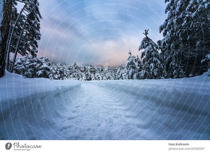 Off-road vehicle track through deep snow in mountain forest, Wildermieming, TIrol, Austria Snow Winter Tree Nature Fir tree Offroad Track Sunset Cold Tyrol