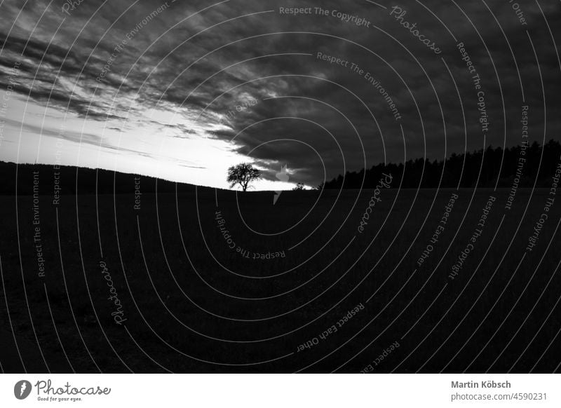 Sunset in the Saarland with a tree against which a ladder is leaning in black and white shot rural meadow orange autumn landscape beauty evening dusk sun