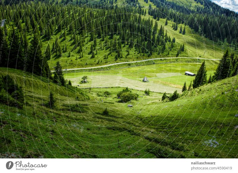 Alps beautiful weather sunshine alpine hut Meadow Sun Idyll idyllic Alpine pasture Forest Sunlight Relaxation Hiking Vacation mood vacation