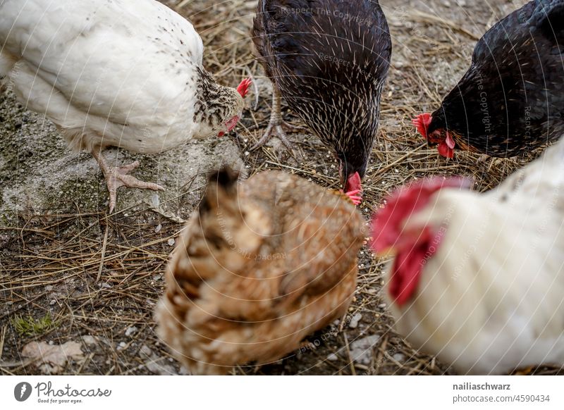 fowls Hen's egg Gamefowl Chicken coop Easter Peck Feed mealtime Employment To feed Brown Exterior shot Barn fowl Species-appropriate Poultry Organic produce