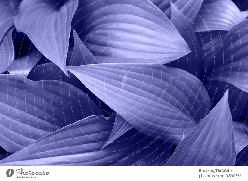 Purple toned Hosta plant leaves background leaf foliage floral flower very peri lavender purple violet color year 2022 trendy popular fresh nature pattern