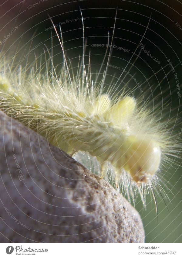 Caterpillar II Small Garden Stone Macro (Extreme close-up)