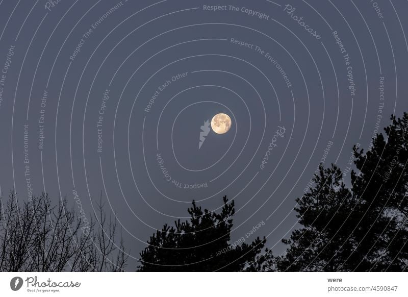 Full moon in the dark morning sky above the tops of a dark forest Augsburg Germany Hoarfrost covered Siebenbrunn cold copy space landscape meadow morning sun