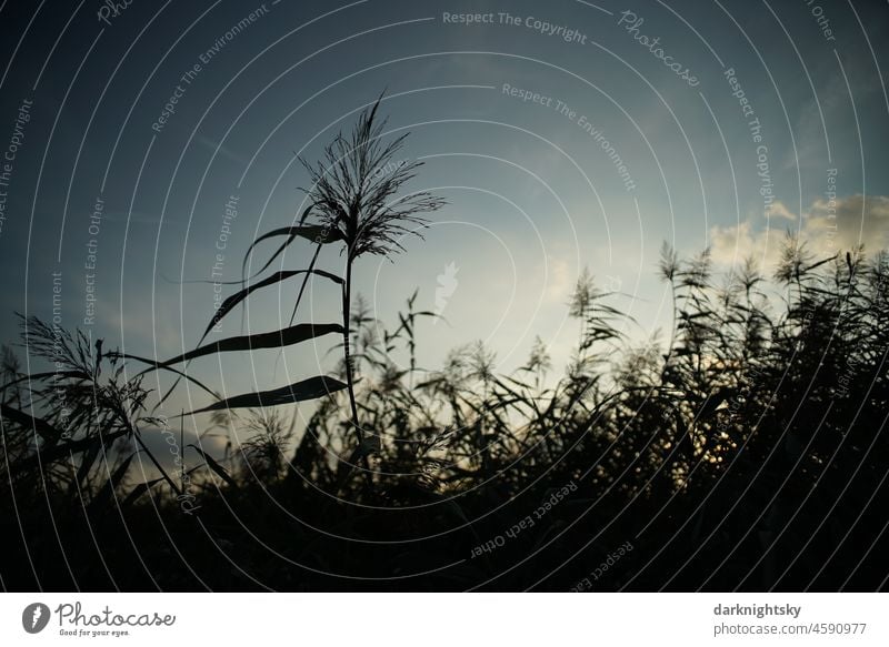 Natural reed grass, reed grasses in the manner of a backlight shot as an example of the beauty of nature in its colors and forms Beauty & Beauty Nature