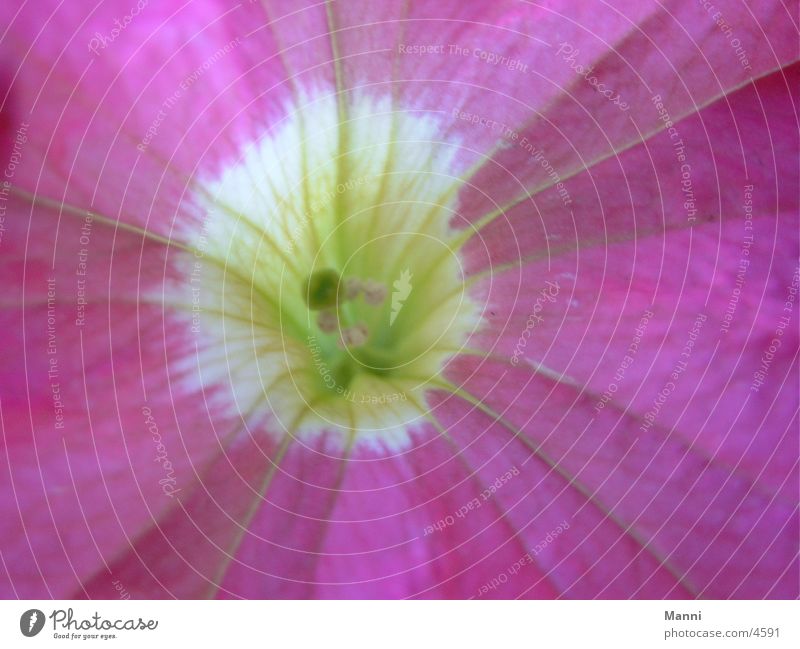 petunia Petunia Blossom