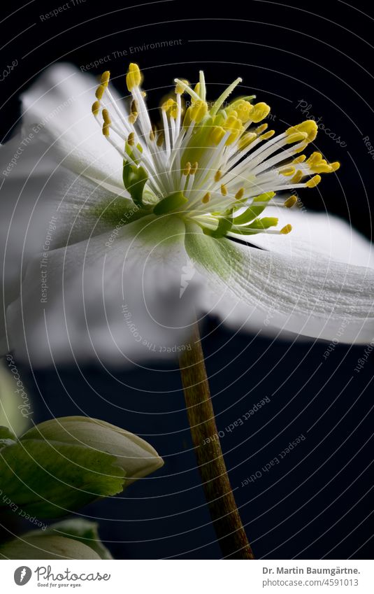 Flower of Helleborus niger, Ranunculaceae; Christ rose or Lenzrose in the back light Christmas rose bilges blossom Blossom halberry Crowfoot plants