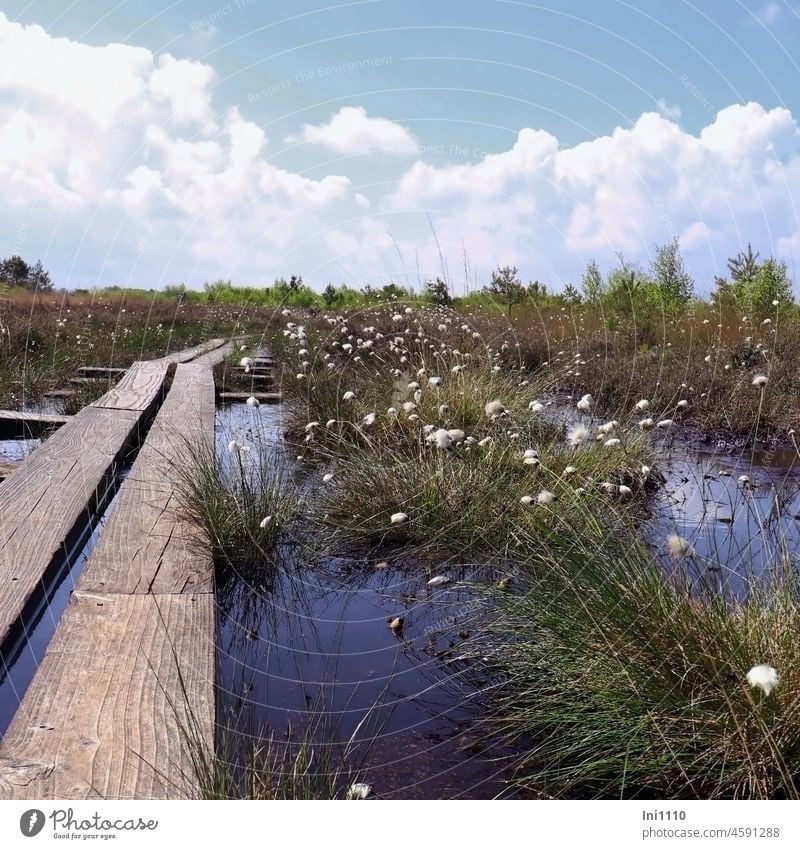 Wooden footbridge leads over moor lake right and left cotton grass Spring Beautiful weather moorland Moor lake Water ponds Moor Water marshy swampy Shaky