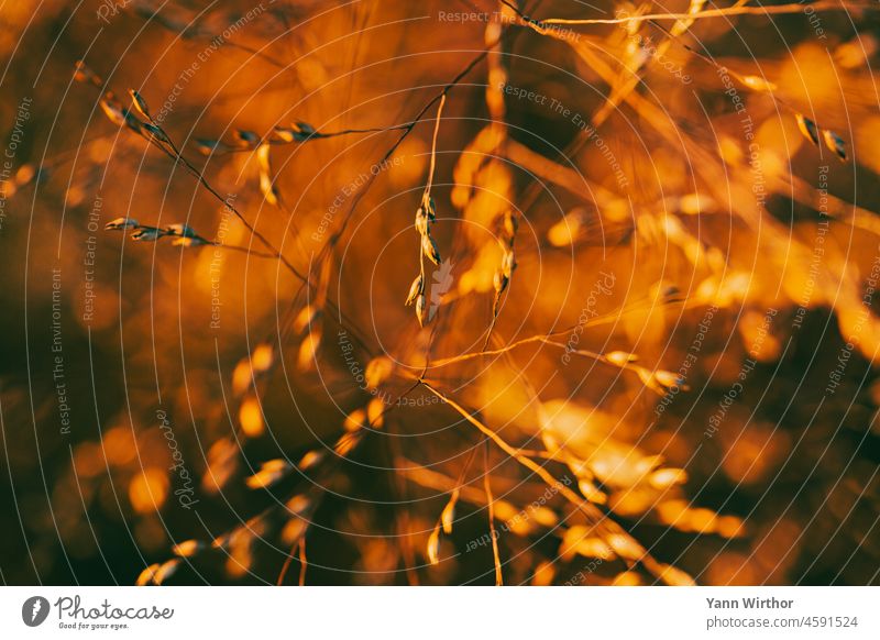 Close up of grass in orange light Grass Orange Close-up background Background picture bokeh warm Warm light Elegant pretty Autumn Autumnal Sunlight Light