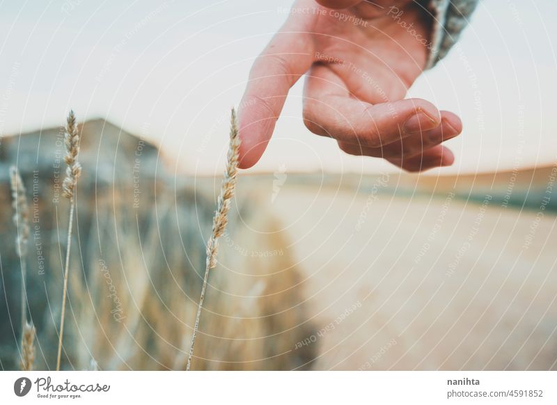 Man's hand touching a fragile spike delicate fragility nature close close up summer fall autumn colors macro skin man male body body part no people grass