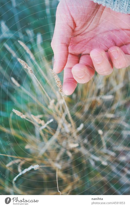 Man's hand touching a fragile spike delicate fragility nature close close up summer fall autumn colors macro skin man male body body part no people grass