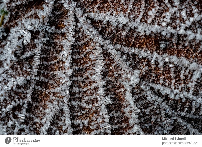 Grfroren autumn leaf Leaf Cold Winter Frozen Ice Frost Ice crystal Nature Crystal structure Close-up Macro (Extreme close-up) White Snow crystal Winter mood