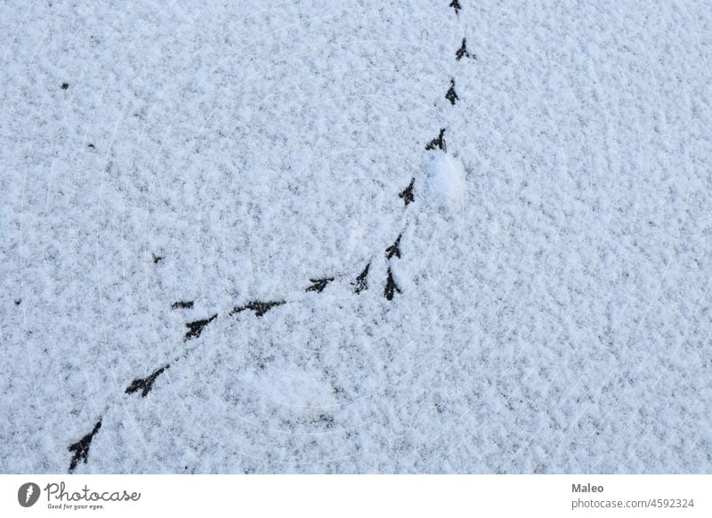 Bird tracks in the winter on fresh snow cold white season bird footprint background nature path pattern step trace frost outdoor footstep texture walk frozen