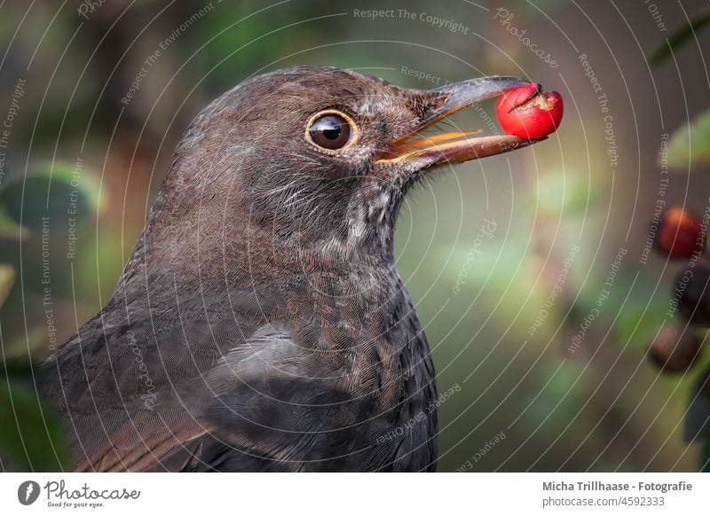 Blackbird with berry in beak Turdus merula Head Beak Eyes Animal face Grand piano Bird Berries Wild animal Twigs and branches Leaf Beautiful weather Sunlight