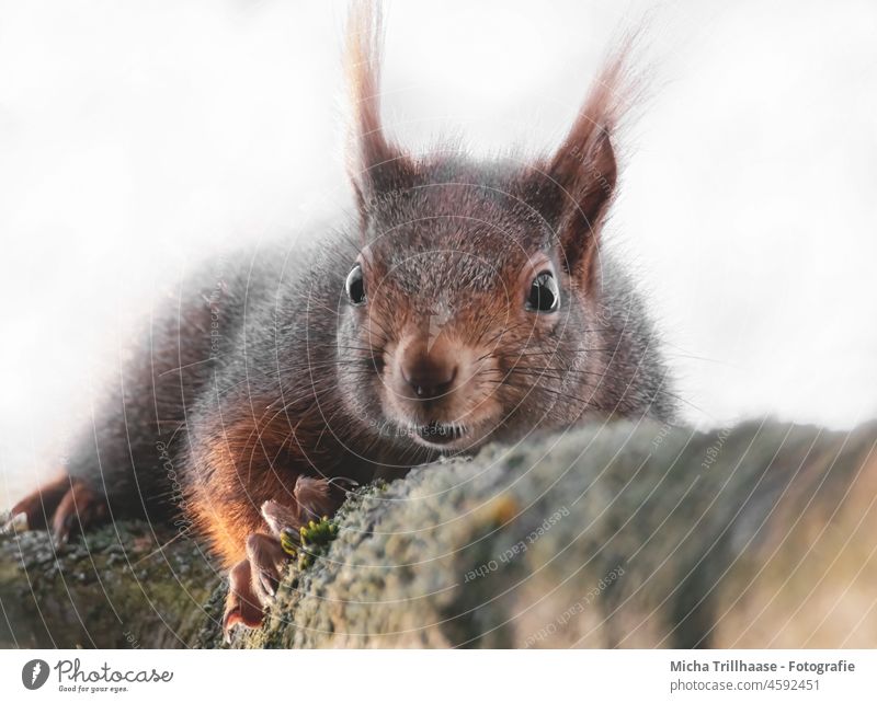 Squirrel looks curious sciurus vulgaris Head Eyes Nose Muzzle Ear Paw Claw Pelt Animal face Wild animal Nature Tree Branch Beautiful weather Sunlight Near