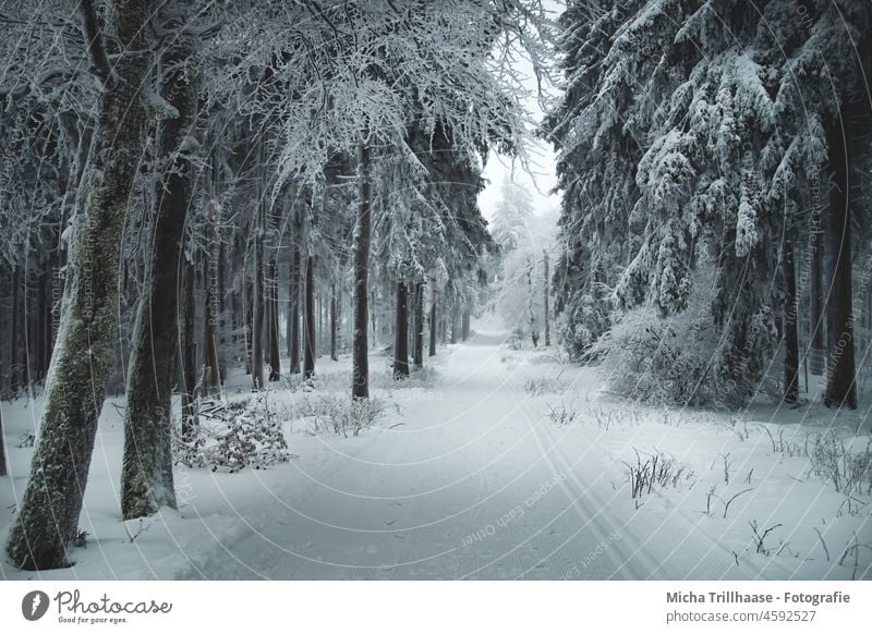 Path through the snowy forest Rennsteig Thuringia Thueringer Wald Winter forest Schneekopf Forest trees Snow Frost Cold off Cross-country ski trail Skiing