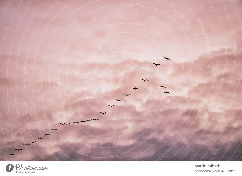 Cranes moving in formation in the sky. Migratory birds on the Darss. migratory bird V formation Zingst observe autumn sun cloud wilderness nature south fly