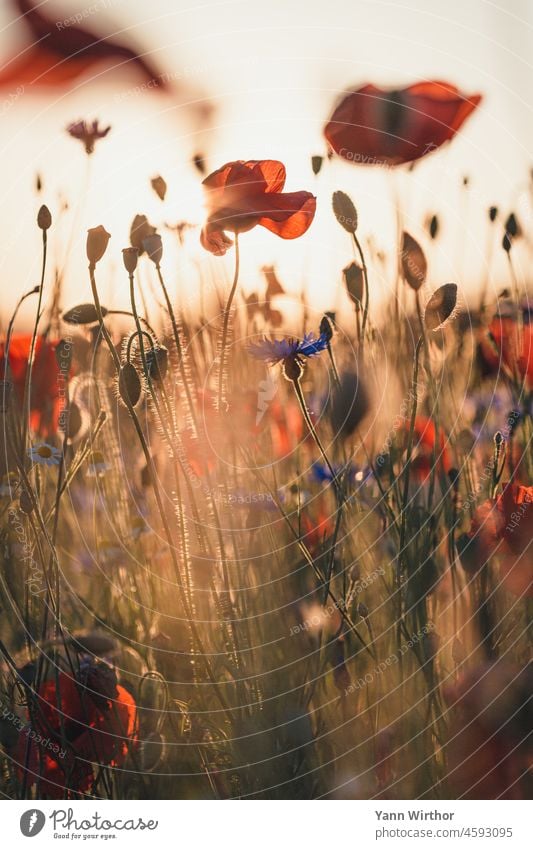 Flower meadow at sunset Poppy Poppy blossom Meadow Summer Blossom Exterior shot Deserted Corn poppy Field Idyll pretty Cornflower Red Blue Sunlight Sunset