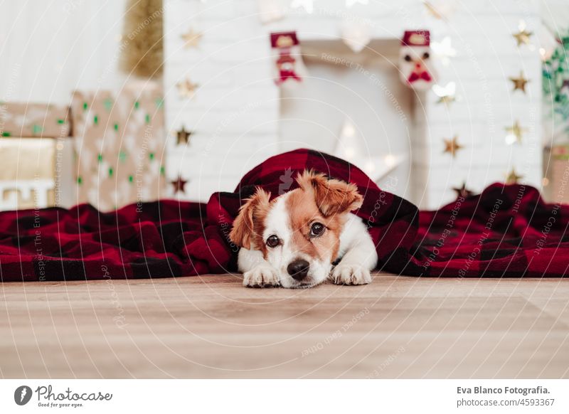 cute jack russell dog covered with red blanket sitting over christmas decoration at home or studio. Christmas time, december, white background with lights